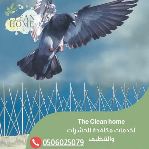 شركة مكافحة الطيور في أم القيوين