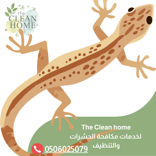 شركة مكافحة الوزغ في أم القيوين