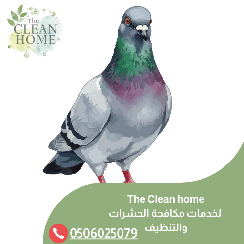 شركة تركيب طارد الحمام في الشارقة