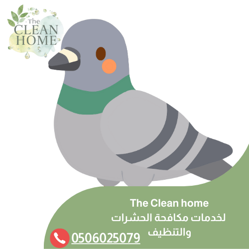 شركة تركيب طارد الحمام في الشارقة