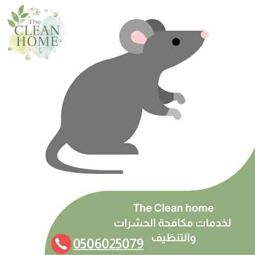 شركة مكافحة الفئران في أم القيوين