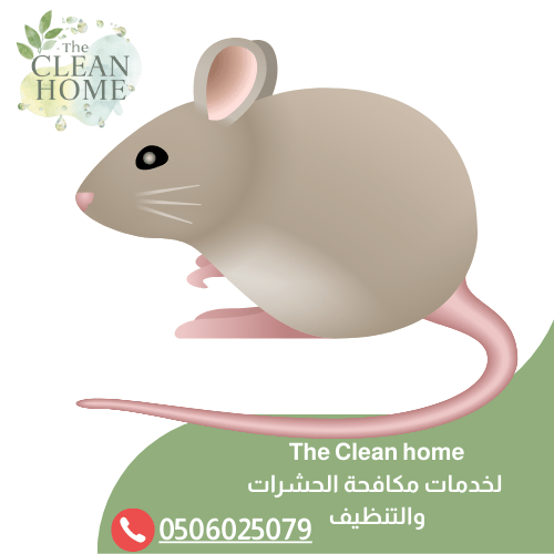 شركة مكافحة الفئران في الشارقة