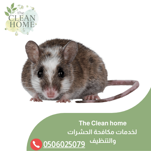 شركة مكافحة الفئران في الشارقة