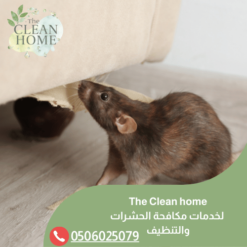 شركة مكافحة الفئران في أم القيوين