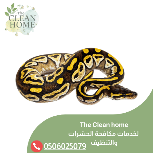 شركة مكافحة الثعابين في الشارقة