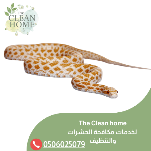 شركة مكافحة الثعابين في الشارقة