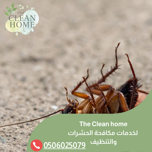 شركة مكافحة الصراصير في عجمان